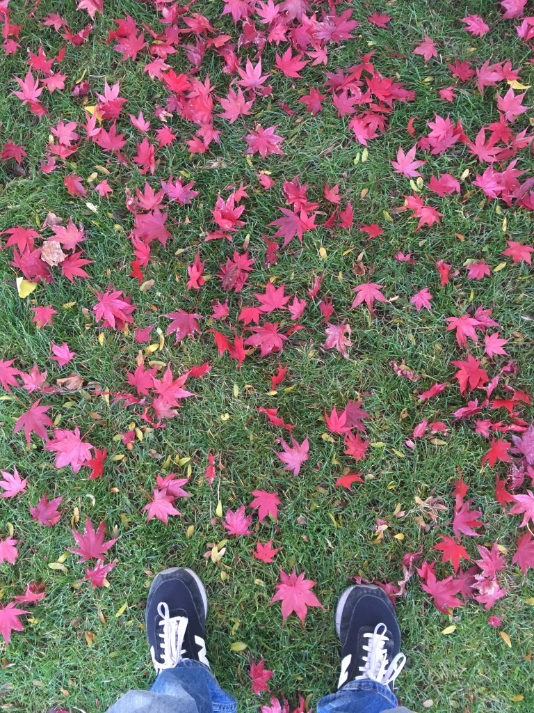 Hojas rosas en otoño