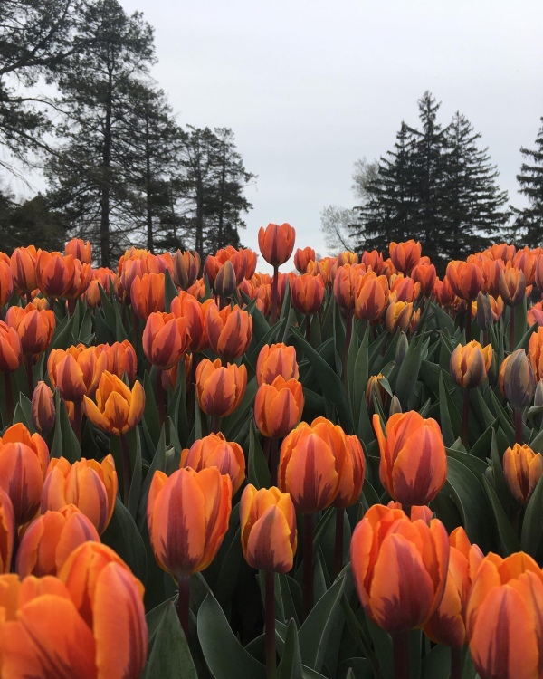 Tulipanes de color naranja en el Tulipfest